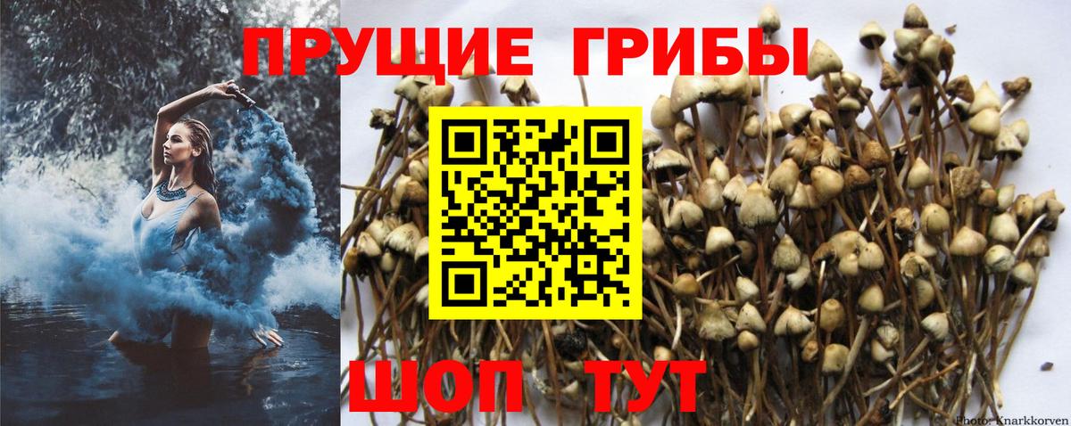 Луховицы  Псилоцибиновые грибы Cubensis  где найти наркотики  Вход с VPN 